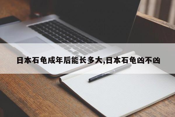 日本石龟成年后能长多大,日本石龟凶不凶